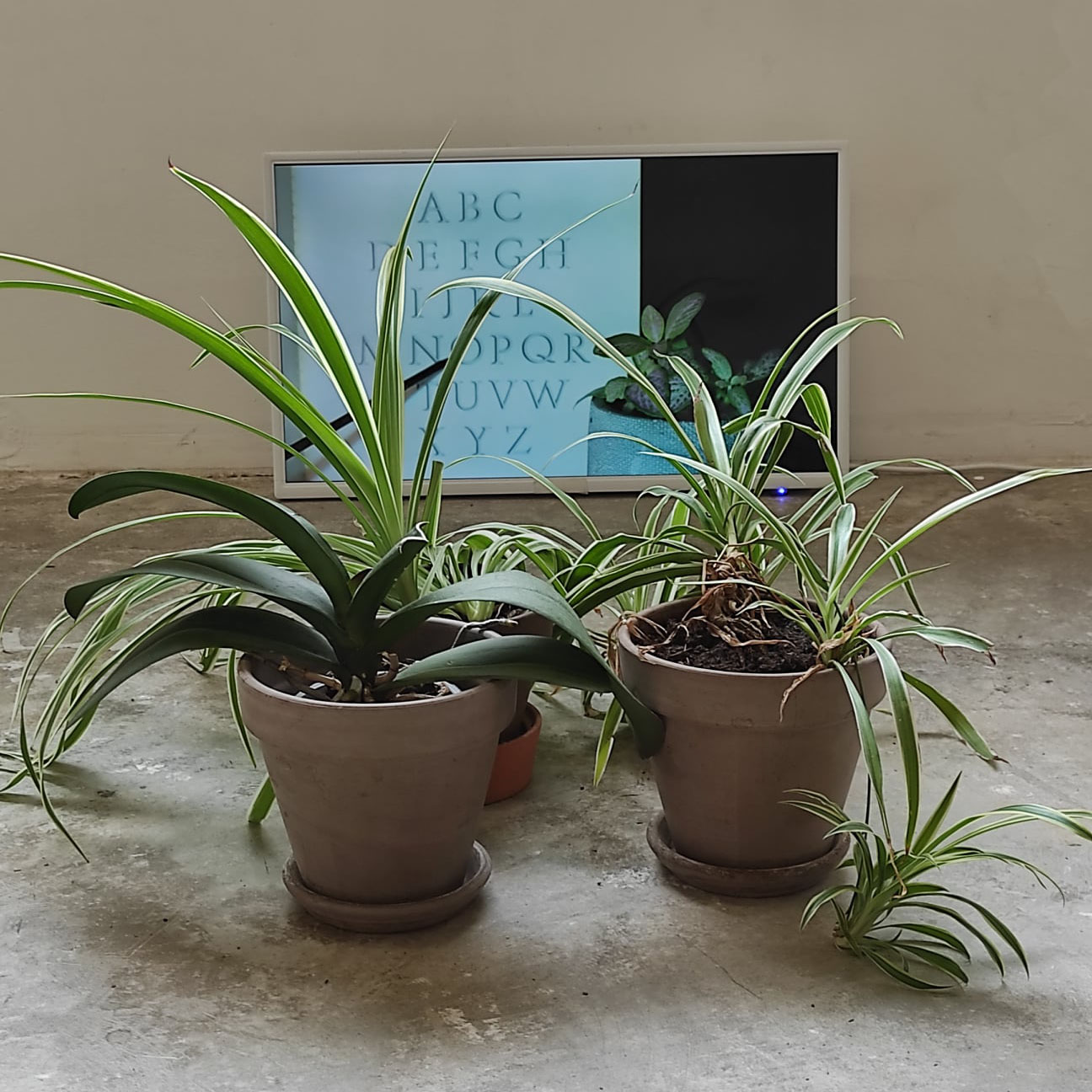 Lucile Olympe Haute Teaching A Plant The Alphabet reenactment